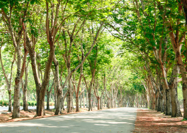 istock tunnel of green trees on sunlight 1397848045