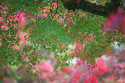Maple leaves in the beautiful bokeh background