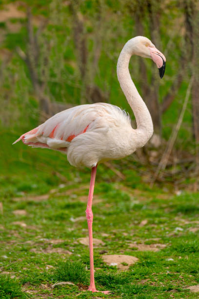 istock Exotic beautiful flamingo bird. 1397848211