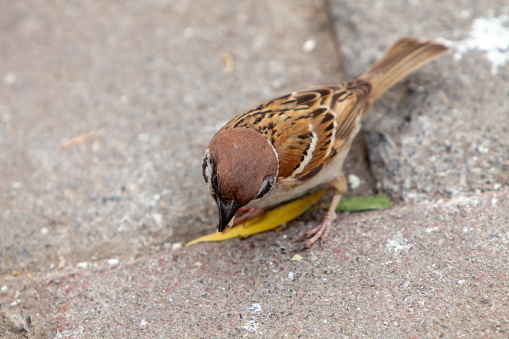 Sparrow pecks grain on the footpath in the park. Birds