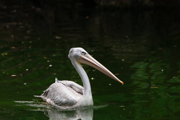 istock pelican in water 1397849954