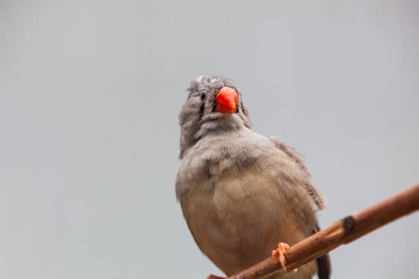 zebra finch resting on a branch. birds