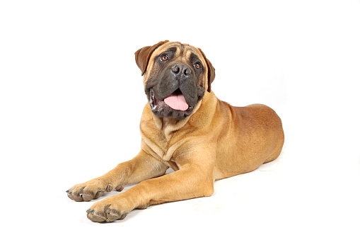 Funny young South african mastiff, isolated on white
