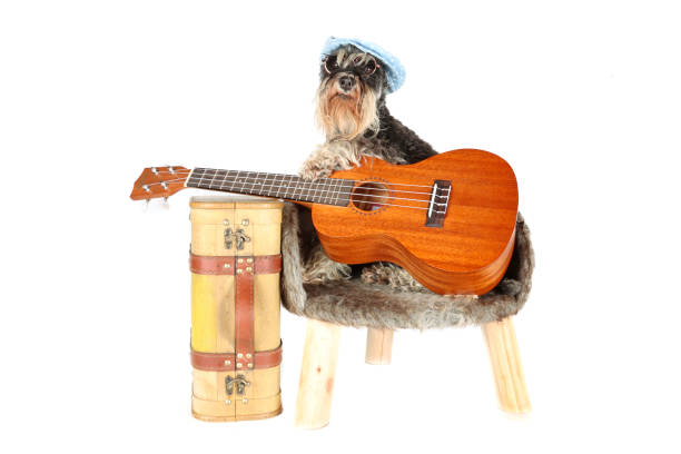istock dog musician playing a guitar 1397850266
