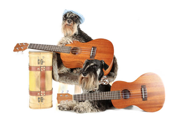 istock dogs musician 1397850268