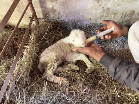 A photo of a baby lamb that is only a few hours old being given medication