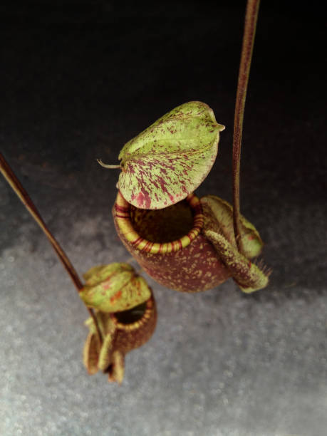 istock carnivorous tropical flytrap pitcher plant,nepenthes species 1397850484