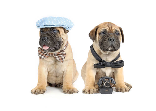 istock puppy with phone 1397850543
