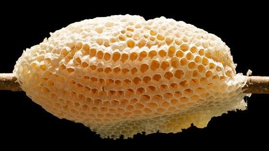 Close-Up Of Honey Bee Comb. Fresh natural honeycomb or hive on a dry branch with sweet honey for food ingredients isolated on black background. honeycomb, hive, beehive, bee.