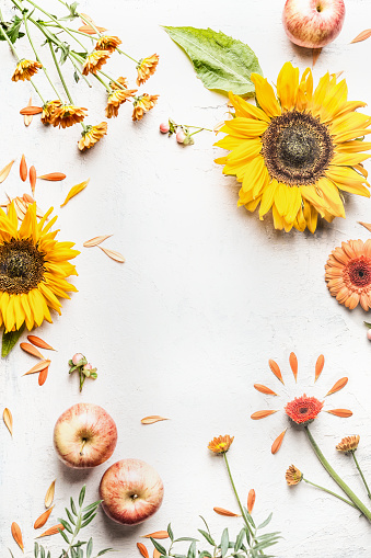 Late summer or autumn background with sunflowers, apples and other garden flowers on white desk. Top view. Flat lay. Frame. Seasonal layout. Floral composing.