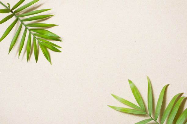 istock Green tropical leaves with shadows on clean beach sand background 1397852310