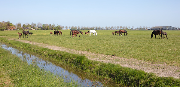 Many horses and its foal in a meadow, the Netherlands