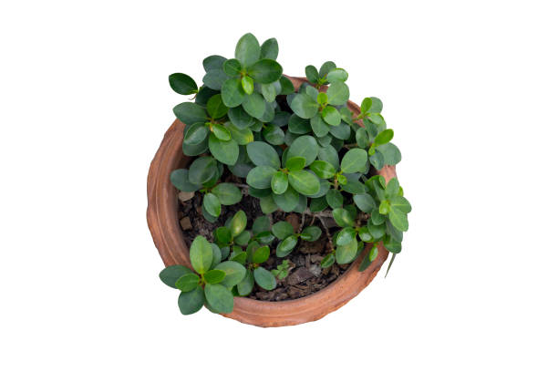 Top view of Ficus microcarpa in pot isolated on white background included clipping path. Top view of Ficus microcarpa in pot isolated on white background included clipping path. chinese banyan bonsai stock pictures, royalty-free photos & images