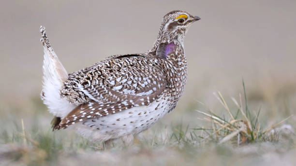 istock sharp-tailed grouse, also known as the sharptail or fire grouse 1397856061