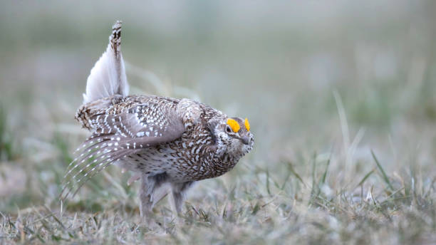 istock sharp-tailed grouse, also known as the sharptail or fire grouse 1397856075