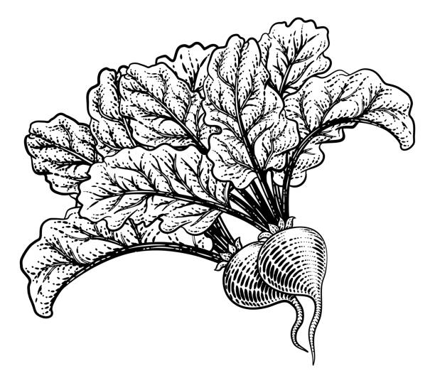 ilustraciones, imágenes clip art, dibujos animados e iconos de stock de remolacha remolacha vegetal xilografía ilustración - vegetable beet vegetable garden woodcut