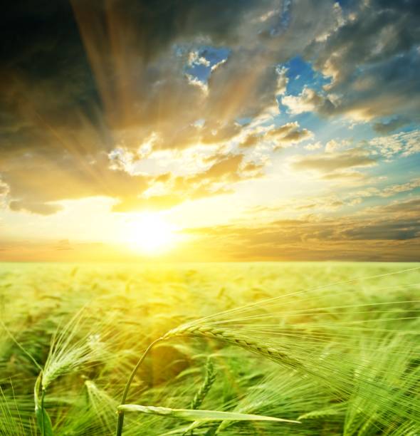 istock majestic sunset on a field 1397856920