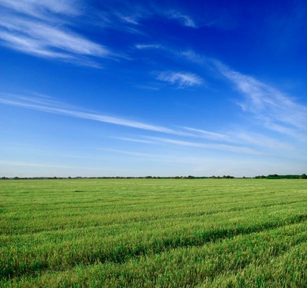 istock green fresh field under a blue sky 1397857032