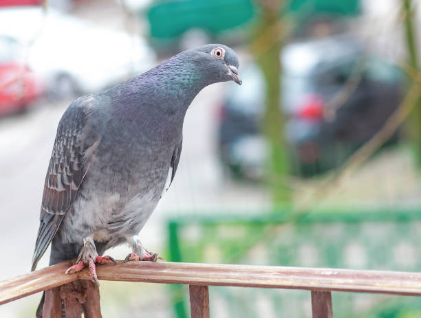 Funny silly grey pigeon with head cocked standing on balcony. Surprised and shocked domestic bird looking Funny grey pigeon with head cocked standing on balcony. Gray silly rock dove with wide open eyes stand on terrace outside. Surprised and shocked domestic bird looking at camera wtf stock pictures, royalty-free photos & images