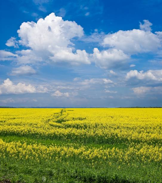 istock yellow flowers field 1397858140