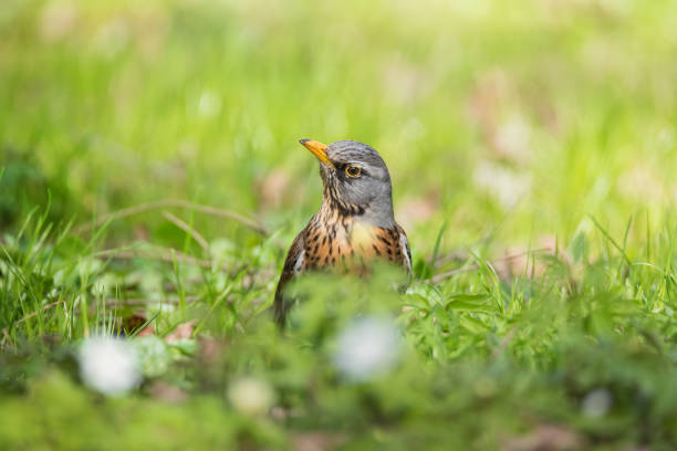 istock The beautiful bird the Fieldfare 1397858164
