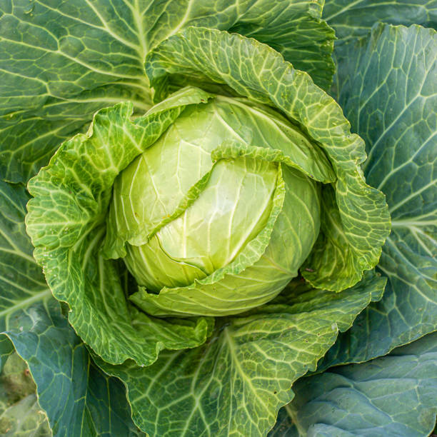 istock Green cabbage head in the garden 1397859178