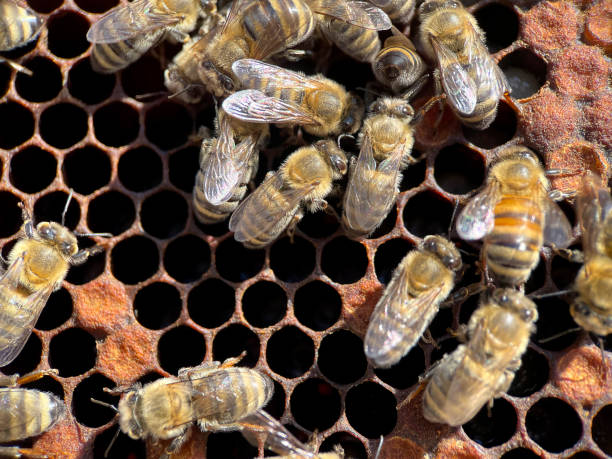 istock Full frame macrophotography of a hive, holding hive frame with honeybees 1397859580