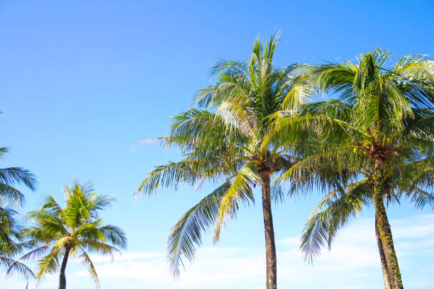 istock Coconut tree across blue sky background 1397861360