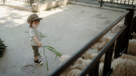 Little girl holding grass to feed the goats in the zoo