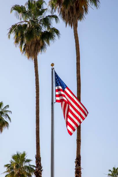 istock The American Flag and Palm Trees 1397862897