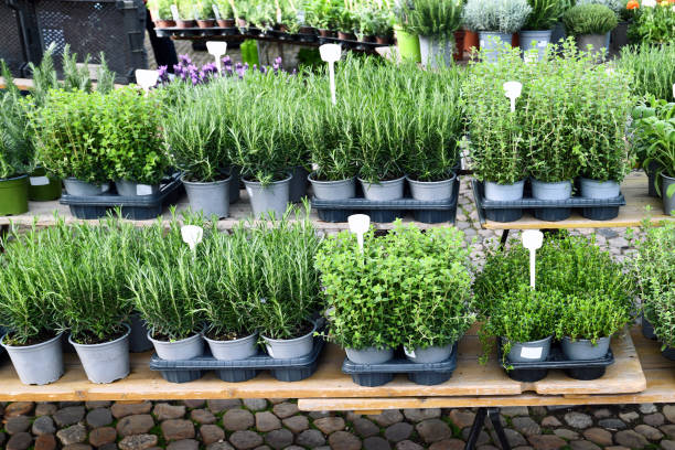 istock Potted herbs at market 1397863081