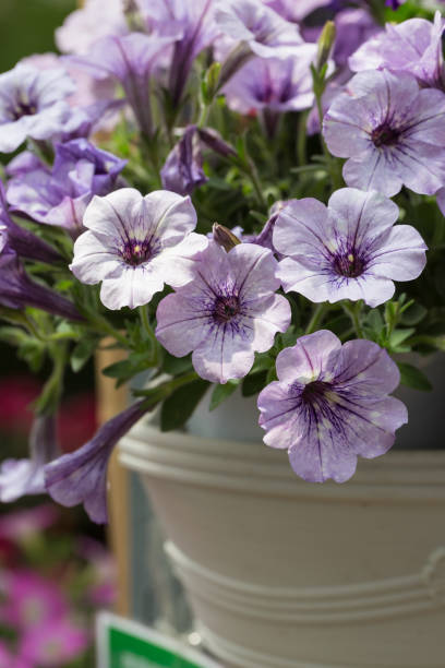 gęsta kolorowa petunia petunia na zewnątrz,petunia hybrida vilm - yellow trumpet flower flower temperate flower striped zdjęcia i obrazy z banku zdjęć