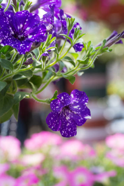 gęsta kolorowa petunia petunia na zewnątrz,petunia hybrida vilm - yellow trumpet flower flower temperate flower striped zdjęcia i obrazy z banku zdjęć