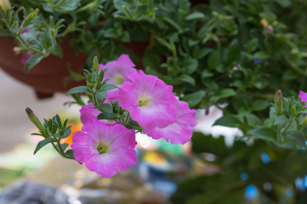 gęsta kolorowa petunia petunia na zewnątrz,petunia hybrida vilm - yellow trumpet flower flower temperate flower striped zdjęcia i obrazy z banku zdjęć