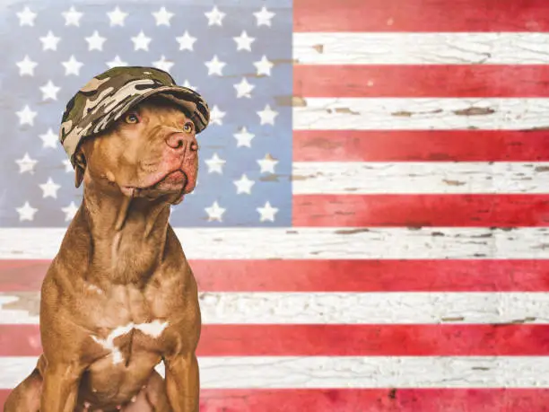 Photo of Lovely brown puppy on the background of the American Flag