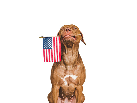 Precioso cachorro marrón con una pequeña bandera americana photo