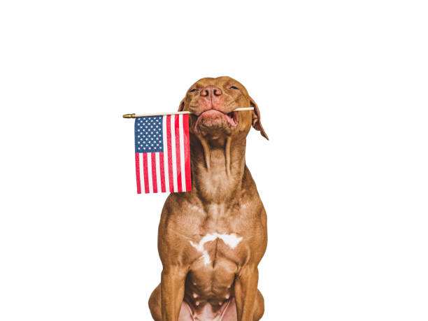 Lovely brown puppy with a small American Flag Lovely brown puppy with a small American Flag. Closeup, indoors. Studio shot. Congratulations for family, loved ones, relatives, friends and colleagues. Pets care concept american dog stock pictures, royalty-free photos & images