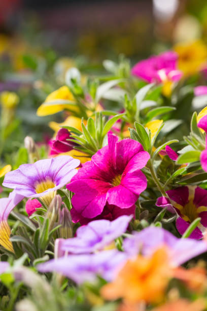 gęsta kolorowa petunia petunia na zewnątrz,petunia hybrida vilm - yellow trumpet flower flower temperate flower striped zdjęcia i obrazy z banku zdjęć