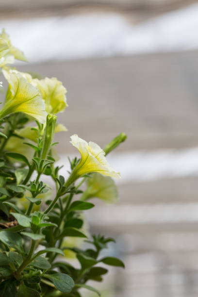 pétunia coloré dense pétunia à l’extérieur, petunia hybrida vilm - yellow trumpet flower flower temperate flower striped photos et images de collection