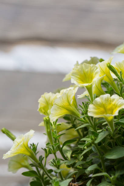 gęsta kolorowa petunia petunia na zewnątrz,petunia hybrida vilm - yellow trumpet flower flower temperate flower striped zdjęcia i obrazy z banku zdjęć