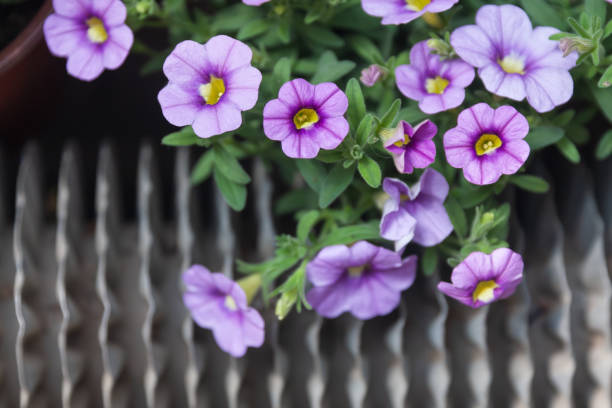 gęsta kolorowa petunia petunia na zewnątrz,petunia hybrida vilm - yellow trumpet flower flower temperate flower striped zdjęcia i obrazy z banku zdjęć