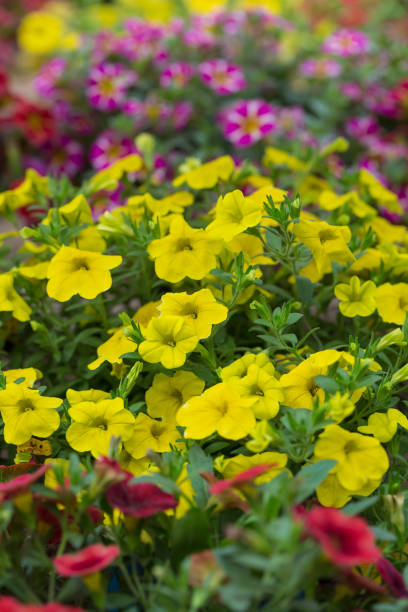 gęsta kolorowa petunia petunia na zewnątrz,petunia hybrida vilm - yellow trumpet flower flower temperate flower striped zdjęcia i obrazy z banku zdjęć