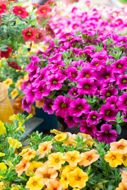 gęsta kolorowa petunia petunia na zewnątrz,petunia hybrida vilm - yellow trumpet flower flower temperate flower striped zdjęcia i obrazy z banku zdjęć