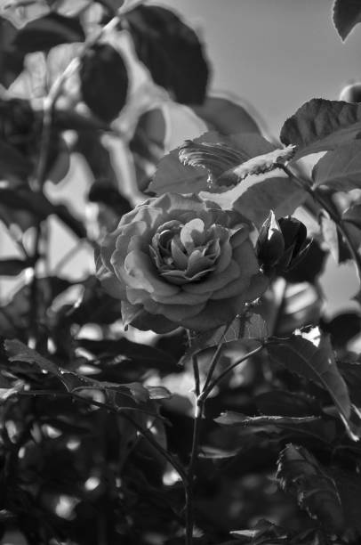 istock Black and white rose in the garden as a memoriam 1397865026
