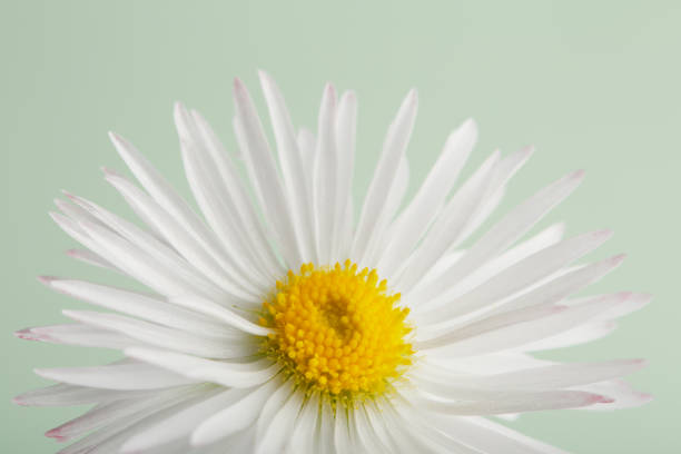 istock Single daisy flower head against pastel green background 1397865099