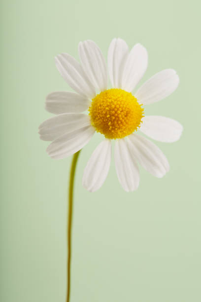 istock Daisy against pastel green background 1397865158