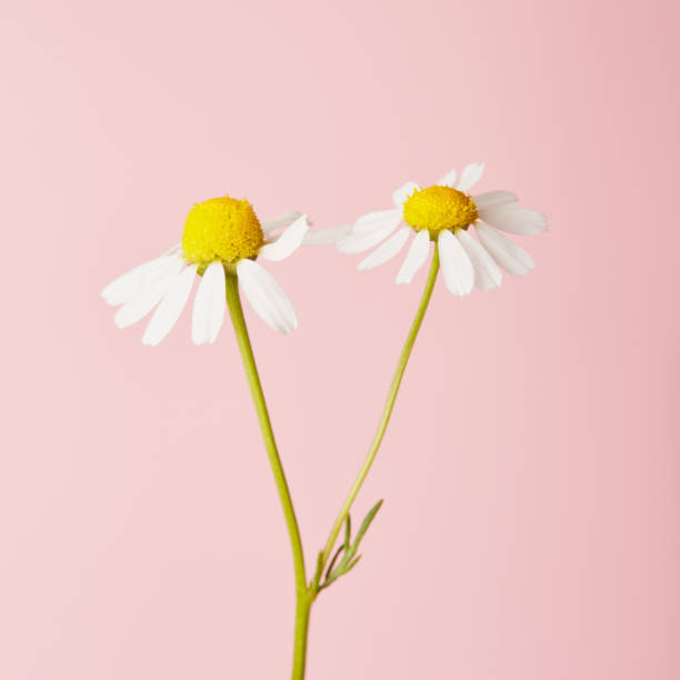 istock Daisy flower against pink background 1397865781