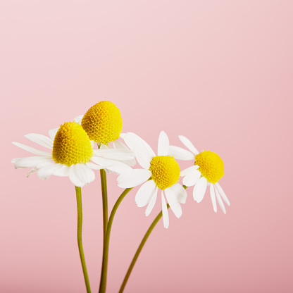 Bunch of daisy flowers against pastel pink background