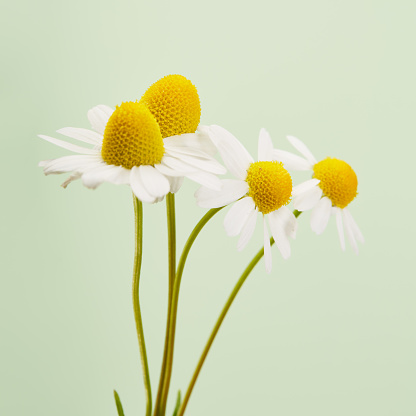 Bunch of daisy flowers against pastel green background