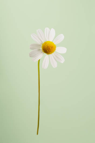 istock Daisy against pastel green background 1397866007